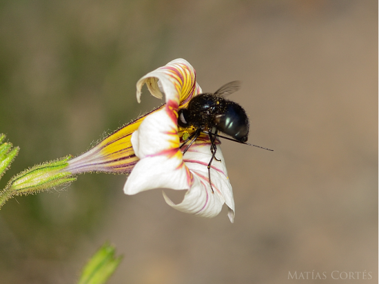 Mosca colibrí negra sobre flor