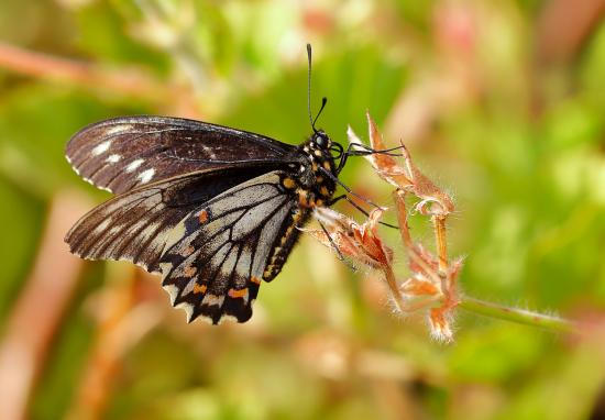 Fotografía de mariposa de la oreja de zorro 