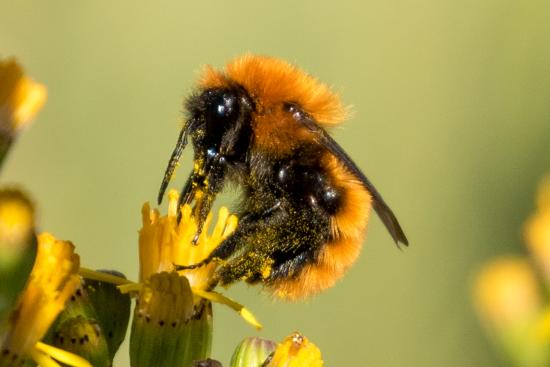 Abejorro sobre flor amarilla