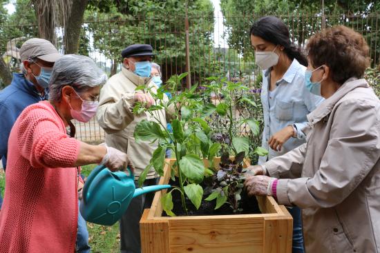 Regando plantas 