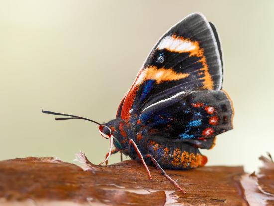 Fotografía Mariposa del chagual