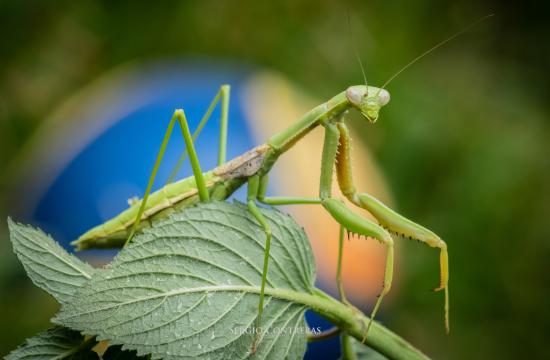 Mantis religiosa