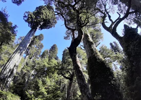 Bosque de alerce