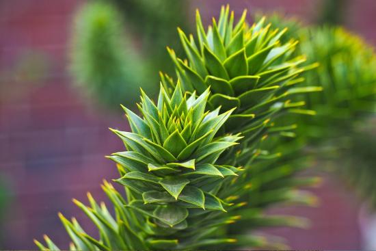 Hojas de Araucaria 