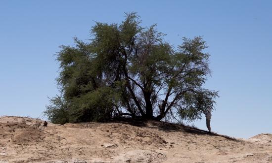 Tamarugo en el desierto