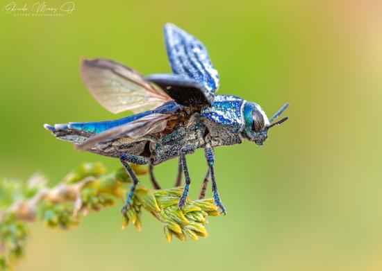 insecto Balita de oro