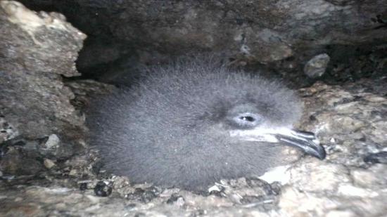 Golondrina negra