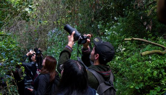 Observación de aves