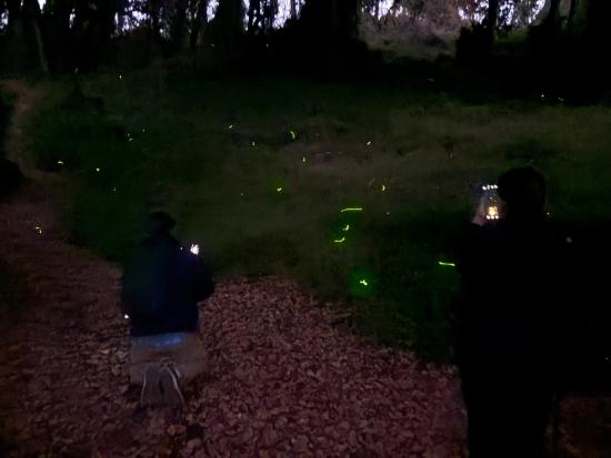 festival de luciérnagas