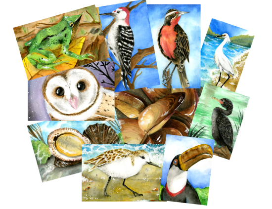 Imágenes de las cartas ilustradas