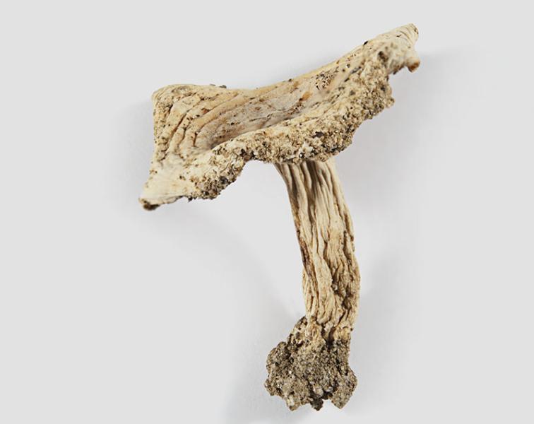 Russula fuegiana Singer (1950)