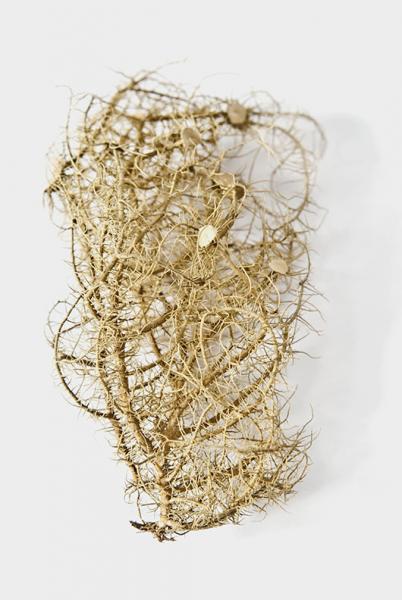 Protousnea poeppigii (Nees &amp; Flot.) Krog (1976)