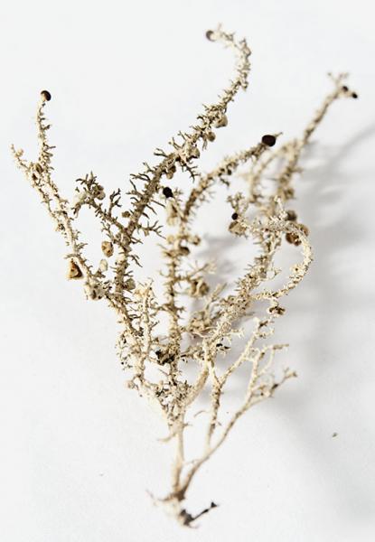 Stereocaulon sp. Familia Stereocaulaceae.