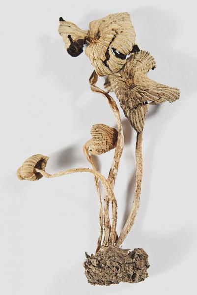 Coprinus disseminatus (Pers.) Gray (1821)