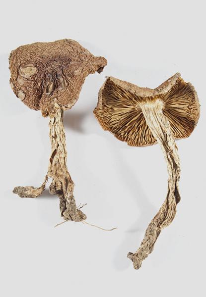 Cortinarius lebre Garrido (1988) conocido como Lebre