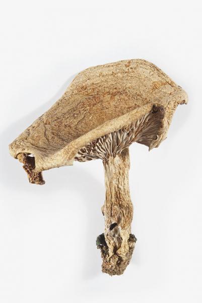 Lactarius deliciosus (L) Gray (1821)