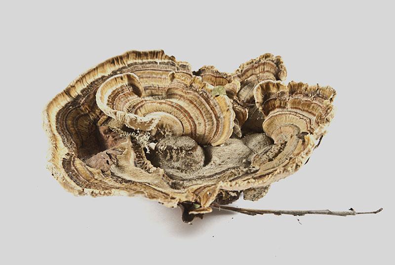 Bjerkandera adusta (Willd) P.Karst. (1879)