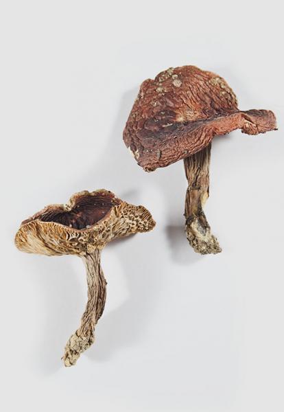 Russula sardonia Fries (1838)