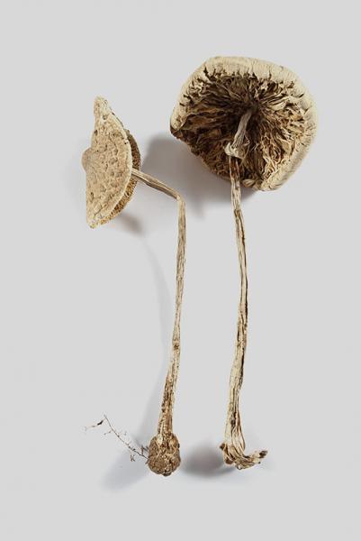 Macrolepiota bonaerensis (Speg.) de nombre común Hongo escamoso