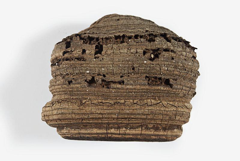 Ganoderma australe (Fr.) Pat. (1980)