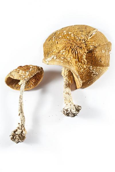 Amanita muscaria Kalchbr (1873) o Agárico de las moscas