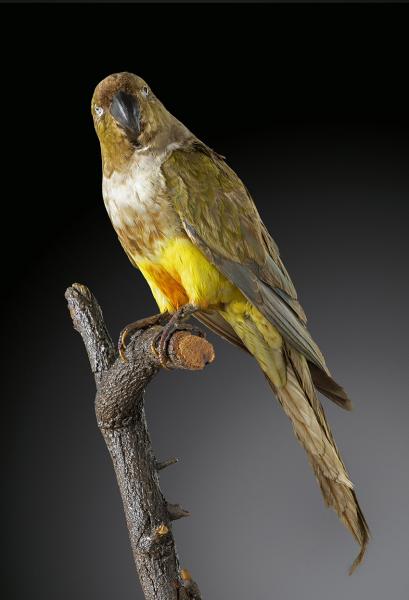 Loro tricahue (Cyanoliseus patagonus) Loro tricahue (Cyanoliseus patagonus)