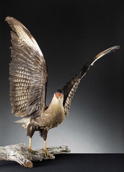 Traro (Caracara plancus) Traro (Caracara plancus)