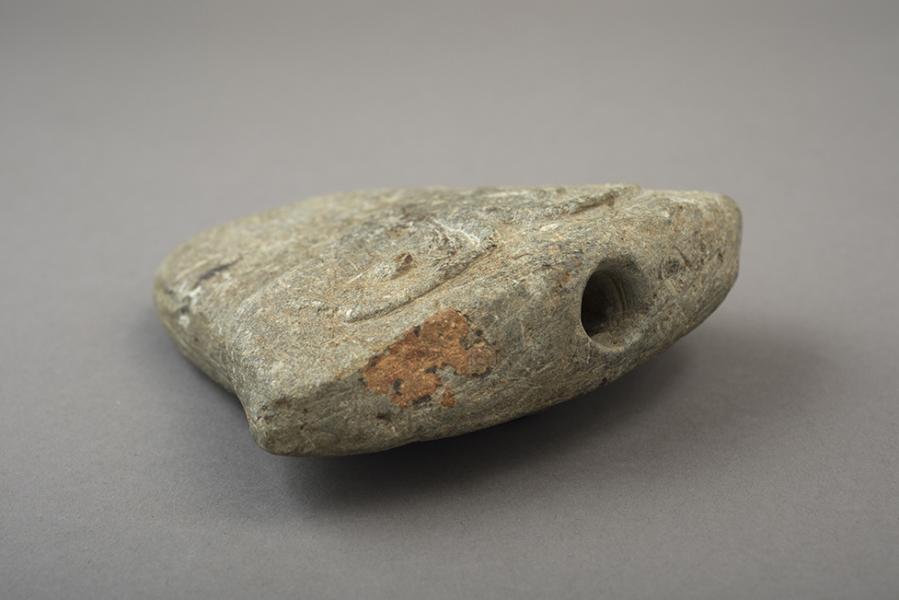 Pivulka ornitomorfa (vista superior) Pivulka ornitomorfa (vista superior)