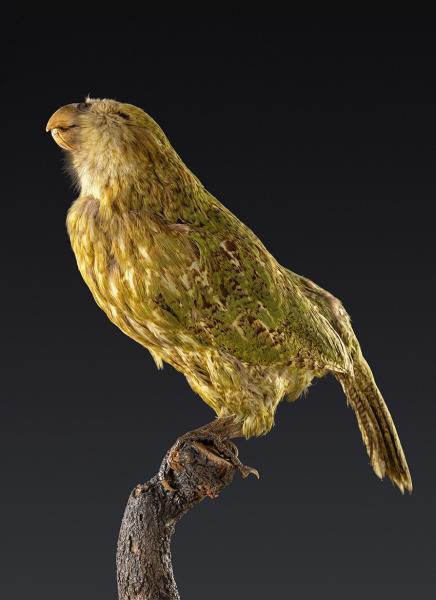 Kakapo (Strigops habroptilus) Kakapo (Strigops habroptilus)