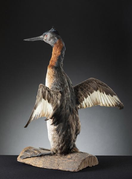 Huala (Podiceps major) Huala (Podiceps major)