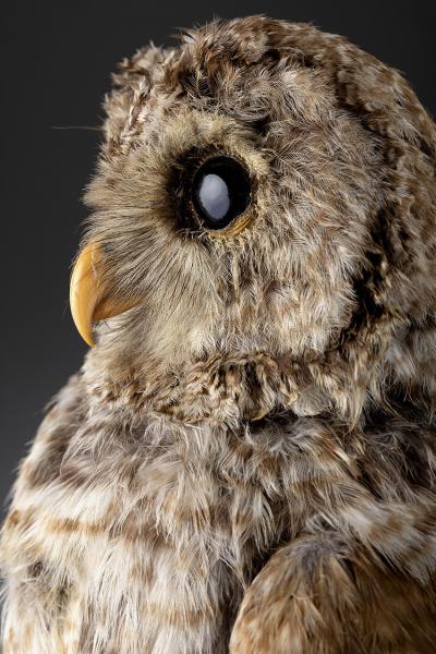 Búho americano (Strix varia) Búho americano (Strix varia)