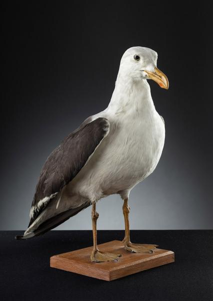 Gaviota dominicana (Larus dominicanus) Gaviota dominicana (Larus dominicanus)