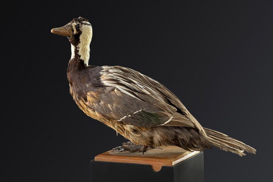 Pato cortacorrientes (Merganetta armata) Pato cortacorrientes (Merganetta armata)