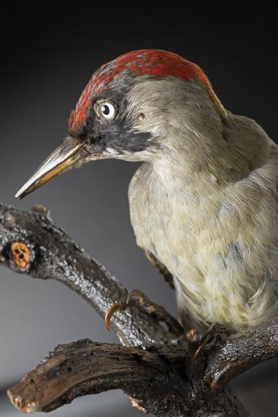 Pito real (Picus viridis) Pito real (Picus viridis)