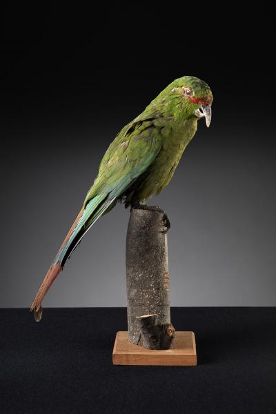 Choroy (Enicognathus leptorhynchus) Choroy (Enicognathus leptorhynchus)