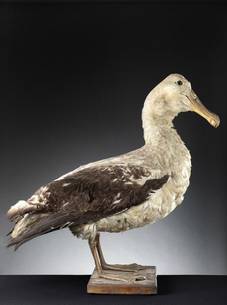 Albatros errante (Diomedea exulans) Albatros errante (Diomedea exulans)