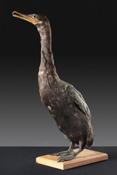 Yeco (Phalacrocorax brasilianus) Yeco (Phalacrocorax brasilianus)