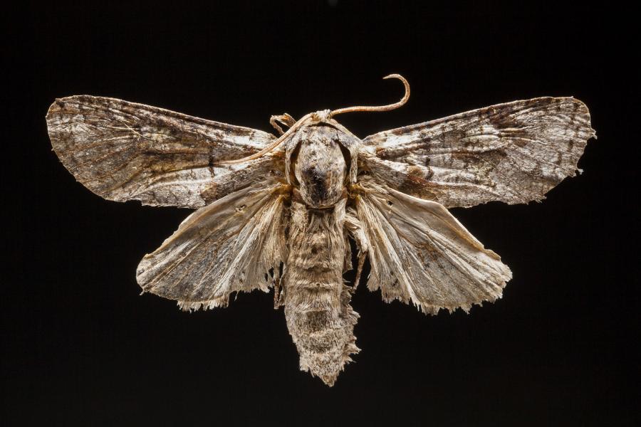 Chilecomadia moorei (Silva Figueroa, 1915) Chilecomadia moorei (Silva Figueroa, 1915)