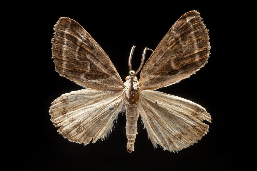 Caenurgia runica (Felder & Rogenhofer, 1875) Caenurgia runica (Felder & Rogenhofer, 1875)