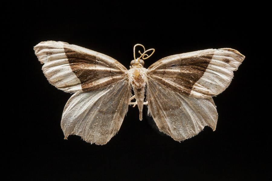 Ennada pellicata (Felder & Rogenhofer, 1875) Ennada pellicata (Felder & Rogenhofer, 1875)