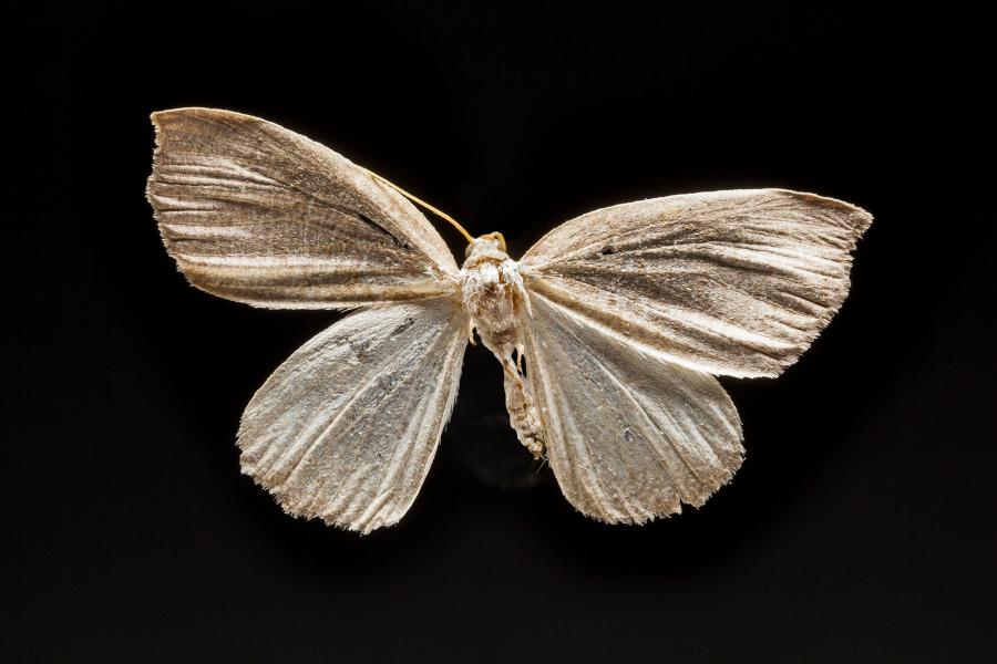 Digonis alba Butler, 1882 Digonis alba Butler, 1882