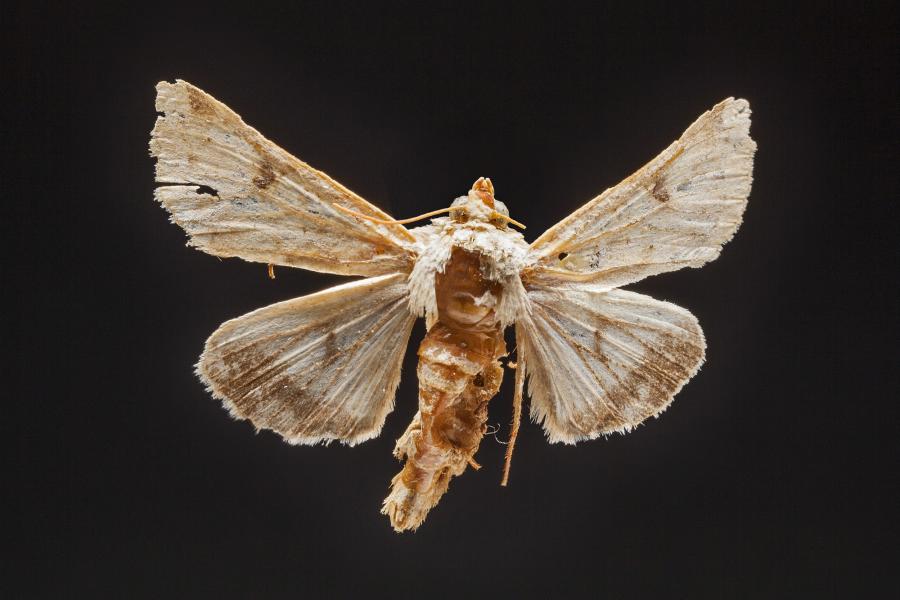 Helicoverpa zea (Boddie, 1850) Helicoverpa zea (Boddie, 1850)