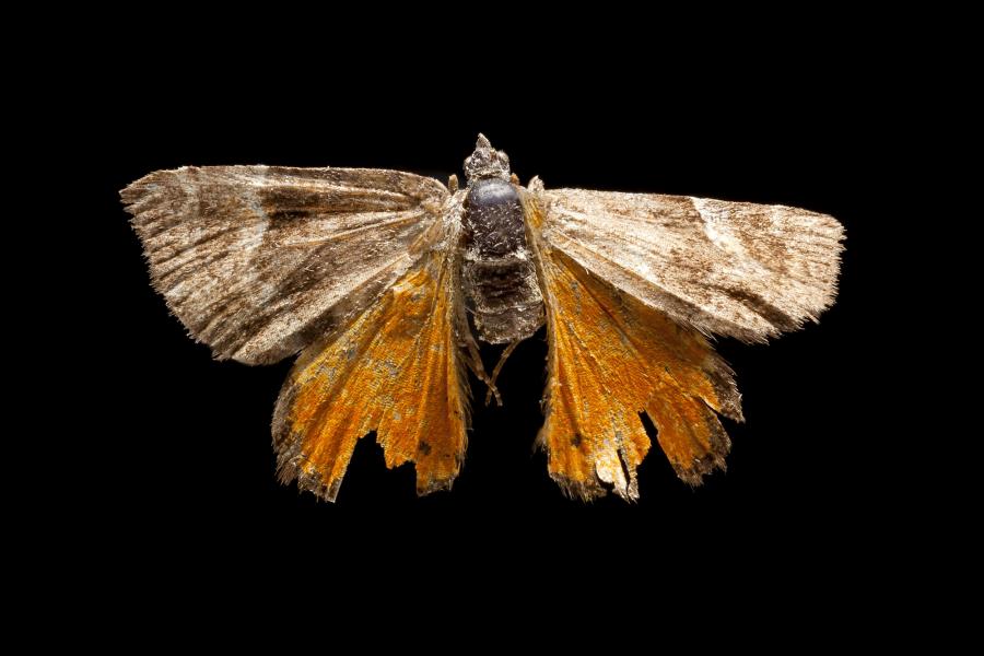 Larentia macerata (Felder & Rogenhofer, 1875) Larentia macerata (Felder & Rogenhofer, 1875)