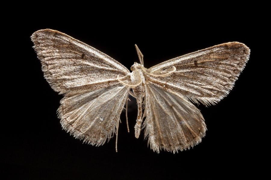 Rhodostrophia chilenaria (Blanchard, 1852) Rhodostrophia chilenaria (Blanchard, 1852)