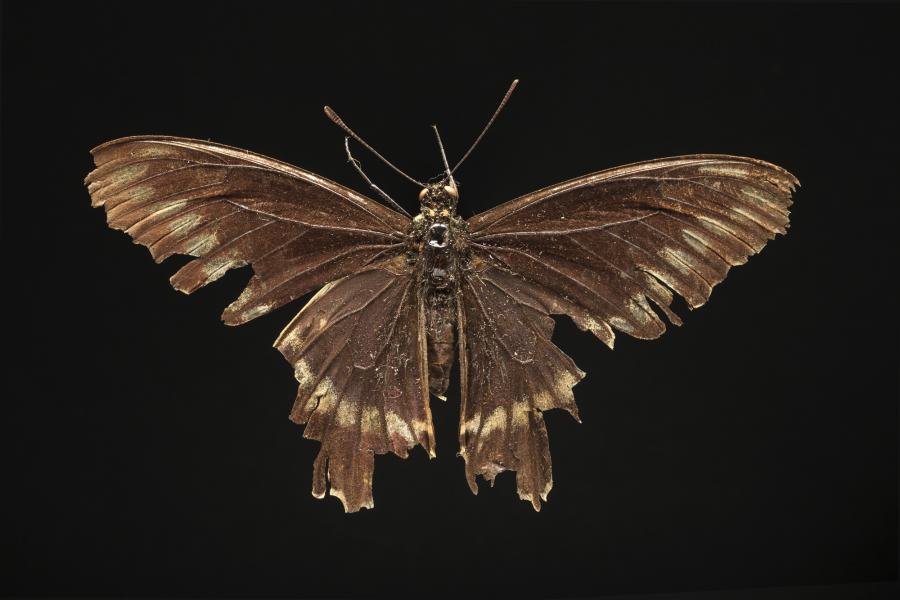 Battus polydamas psittacus (Molina, 1782) Battus polydamas psittacus (Molina, 1782)