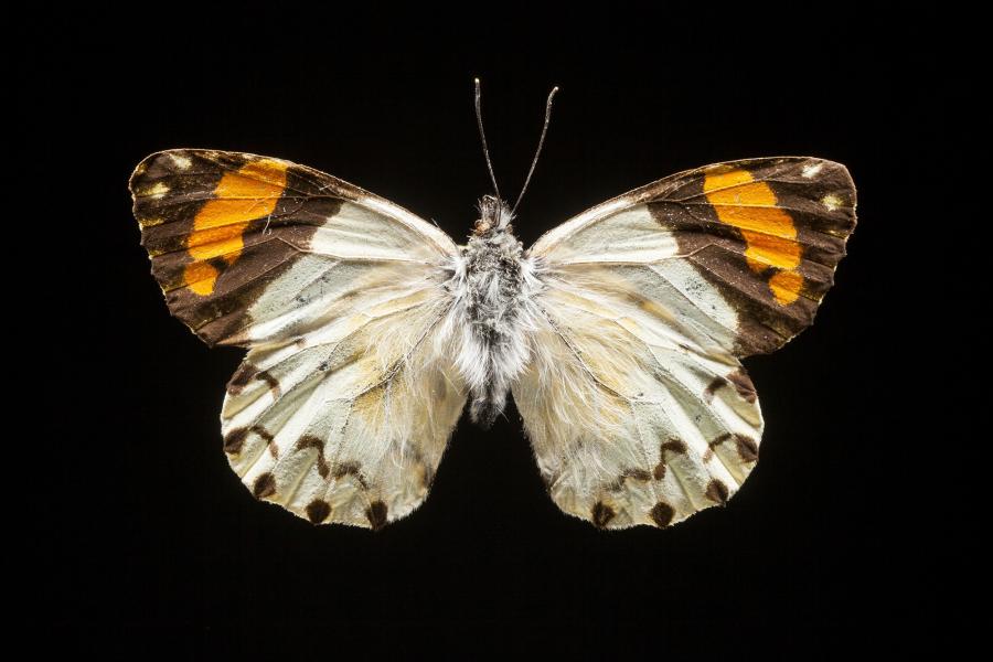 Eroessa chilensis (Guérin, 1830) Eroessa chilensis (Guérin, 1830)
