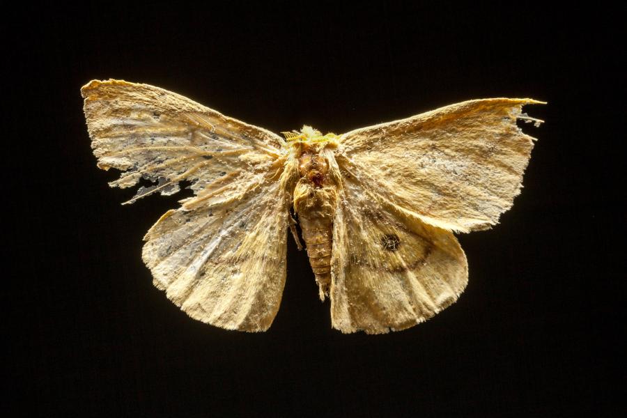 Adetomeris microphtalma (Izquierdo, 1895) Adetomeris microphtalma (Izquierdo, 1895)