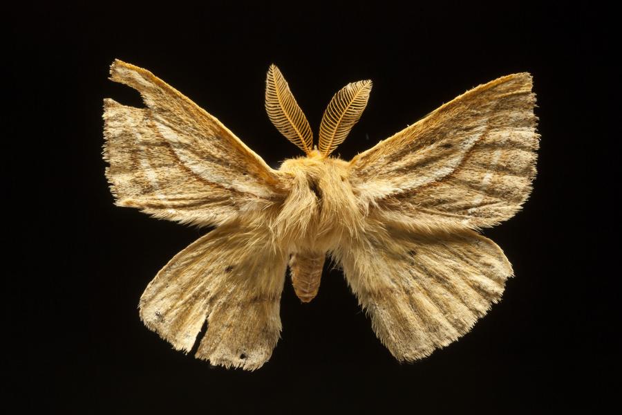 Cinommata bistrigata Butler, 1882 Cinommata bistrigata Butler, 1882