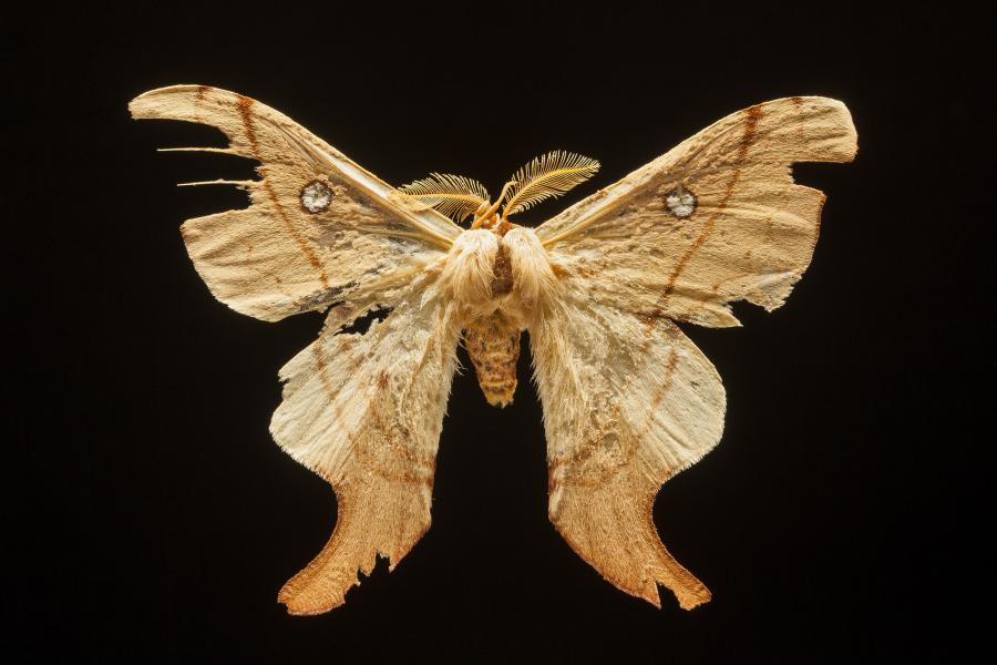 Cercophana venusta (Walker, 1856) Cercophana venusta (Walker, 1856)