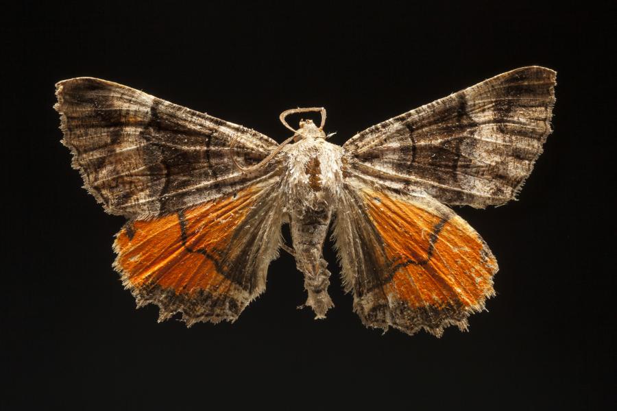 Catophoenissa dibapha (Felder & Rogenhofer, 1875) Catophoenissa dibapha (Felder & Rogenhofer, 1875)